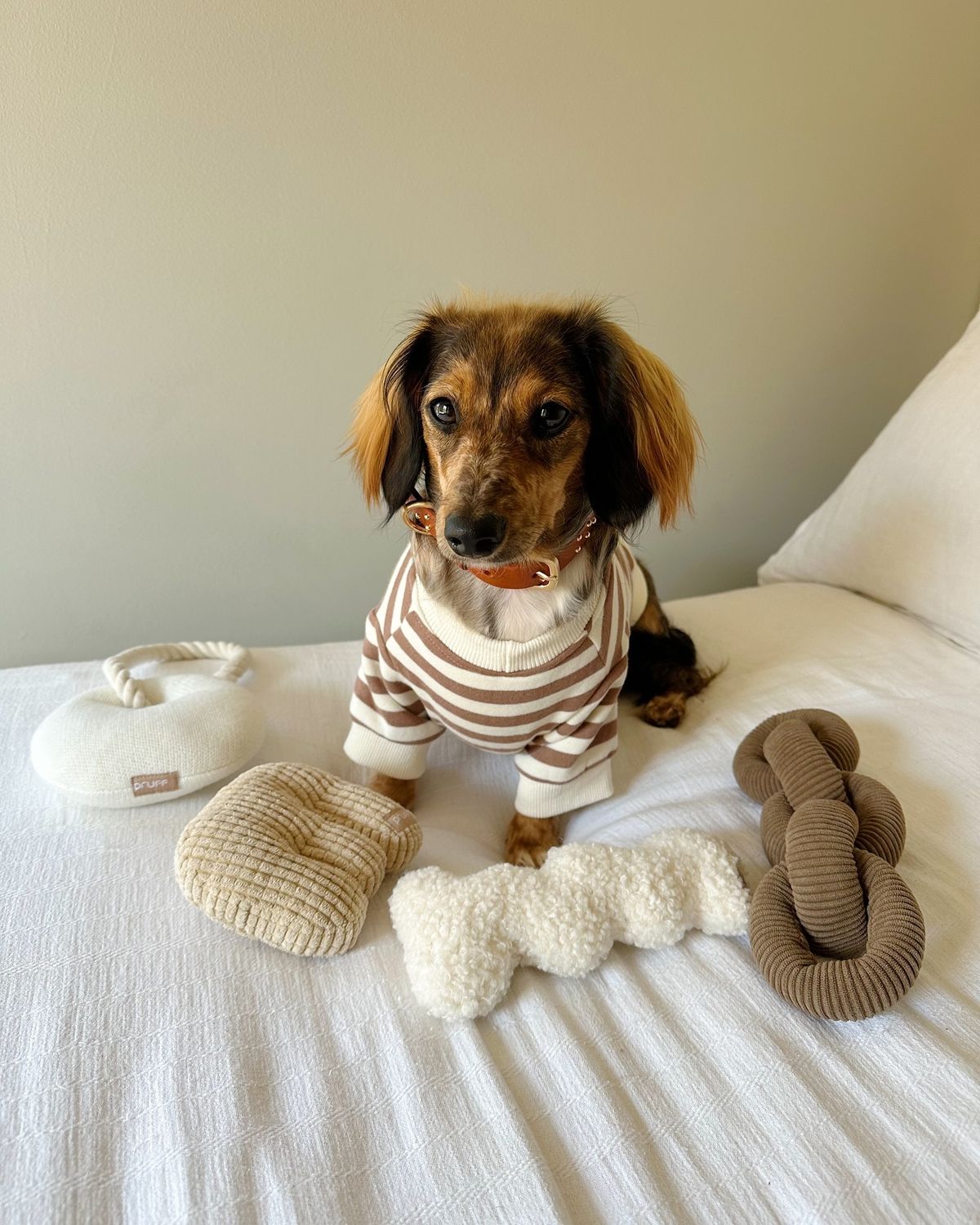 Playful pet essentials