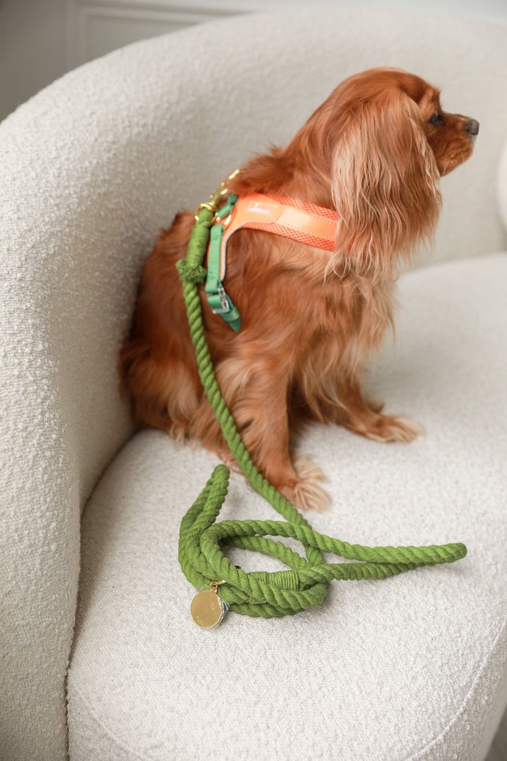 Everyday walking essentials
