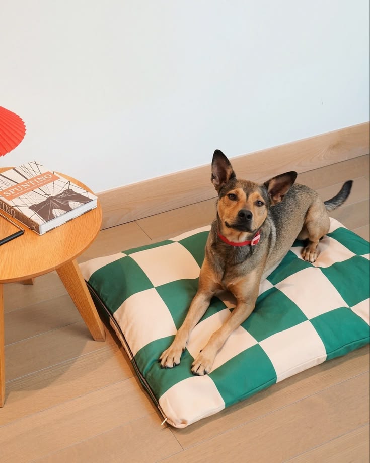 Comfortable pet essentials